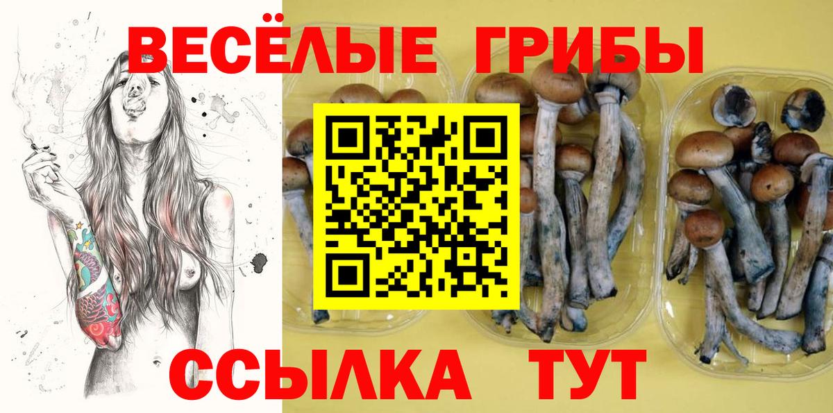 Галлюциногенные грибы Psilocybine cubensis Северобайкальск